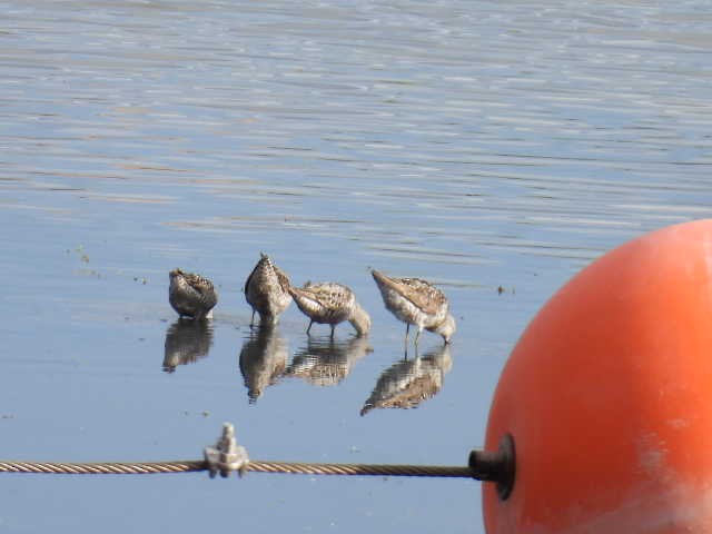 Stilt Sandpiper - ML472586791