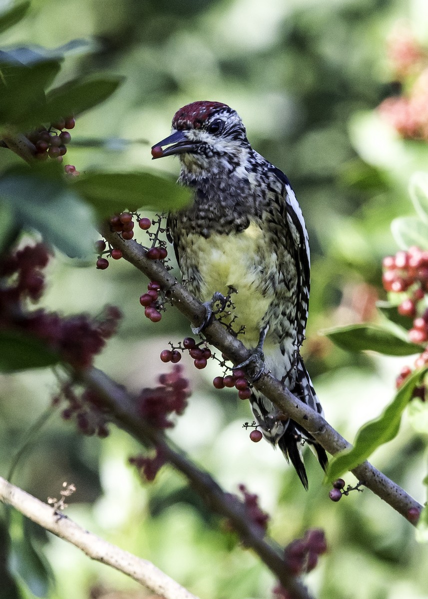 Yellow-bellied Sapsucker - ML47258731