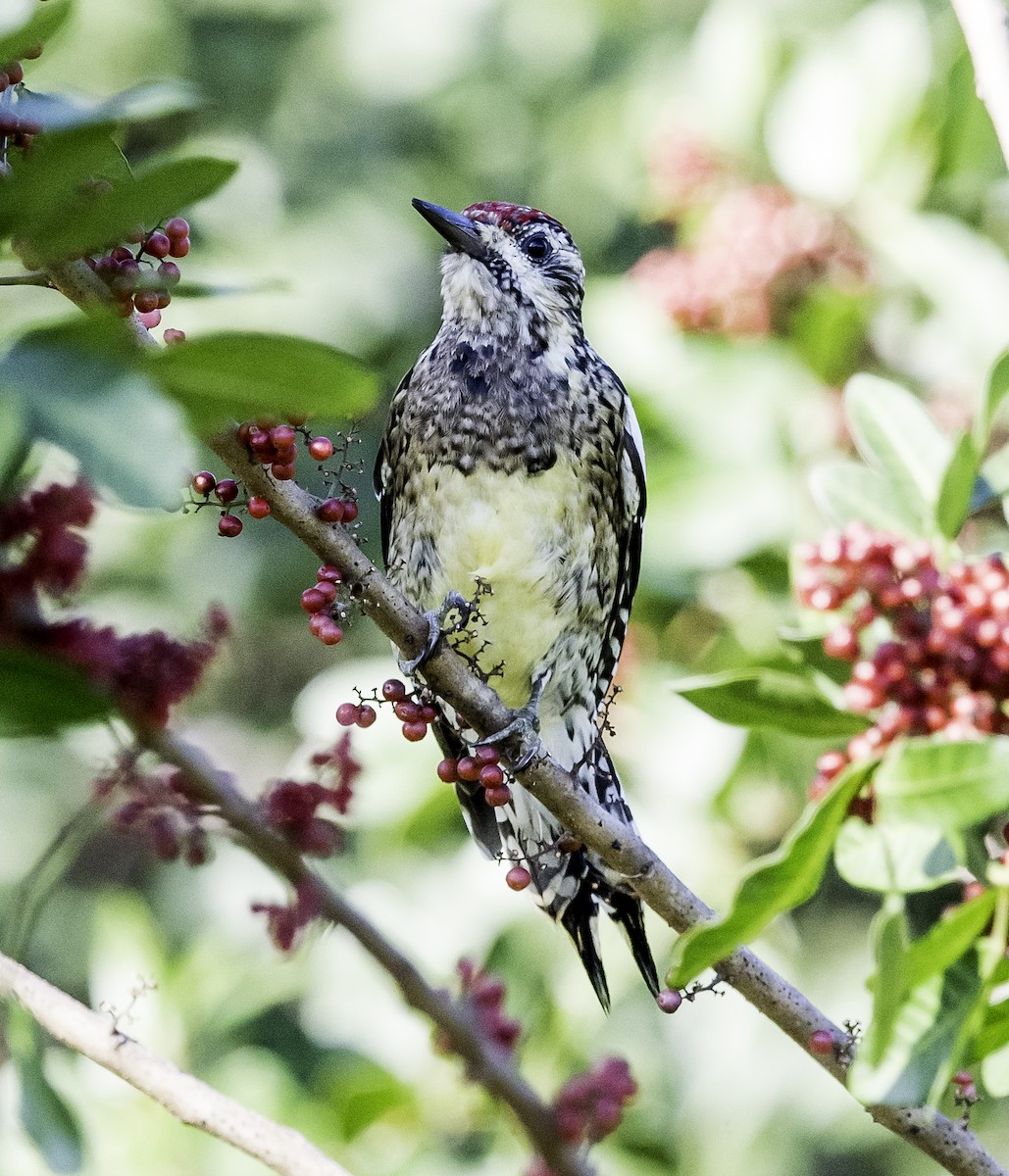 Yellow-bellied Sapsucker - ML47258751