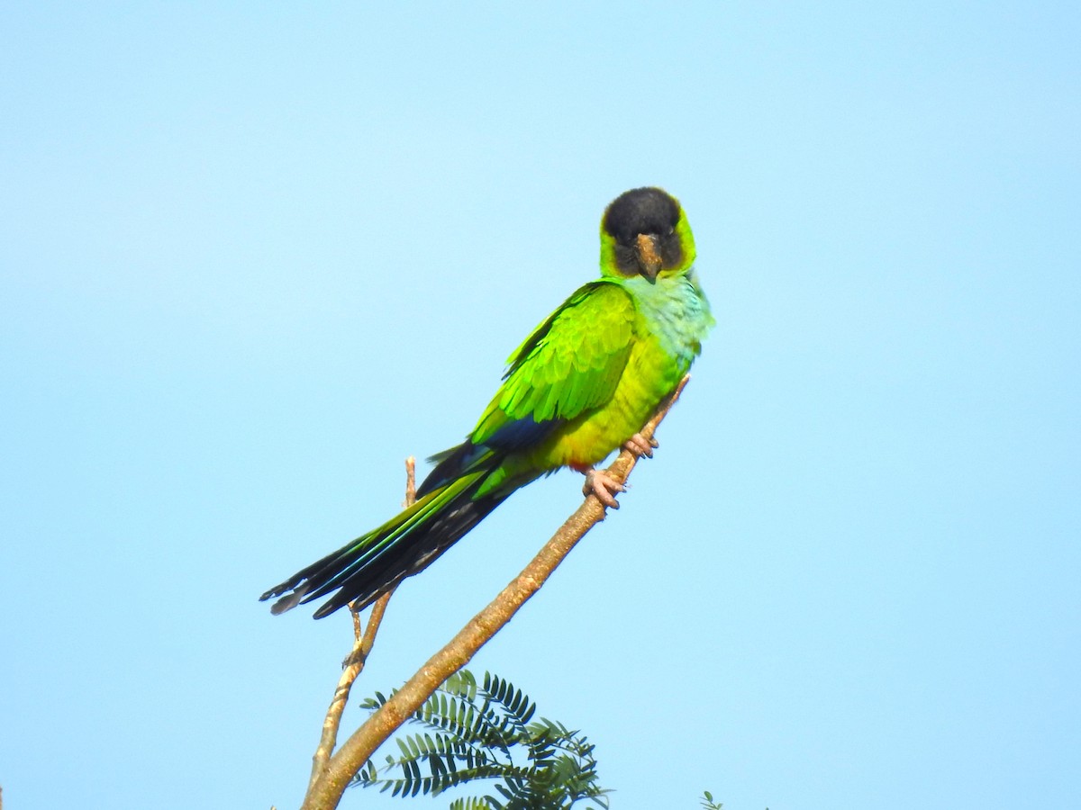 Aratinga Ñanday - ML472587531