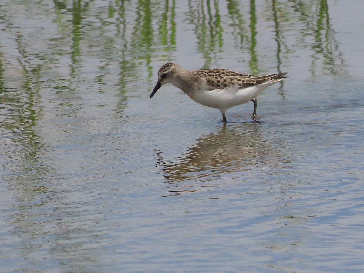 Semipalmated Sandpiper - ML472587551