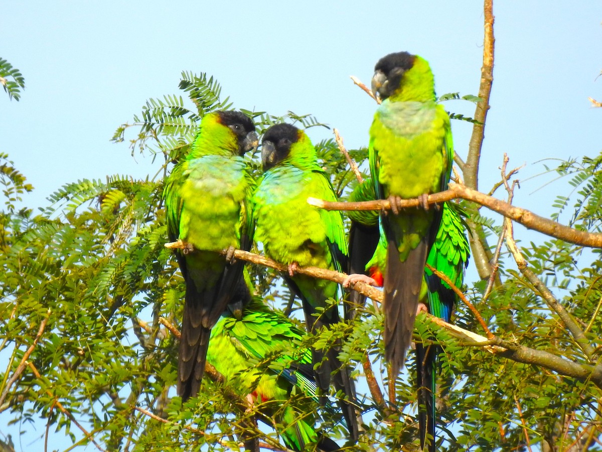 Aratinga Ñanday - ML472587591