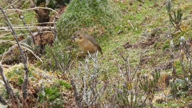 Tawny Antpitta - ML472587991