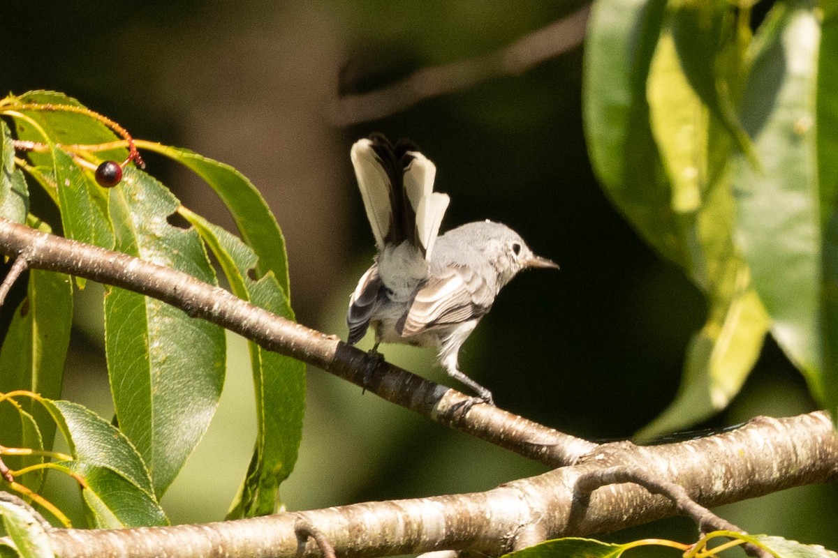 Blue-gray Gnatcatcher - ML472588621