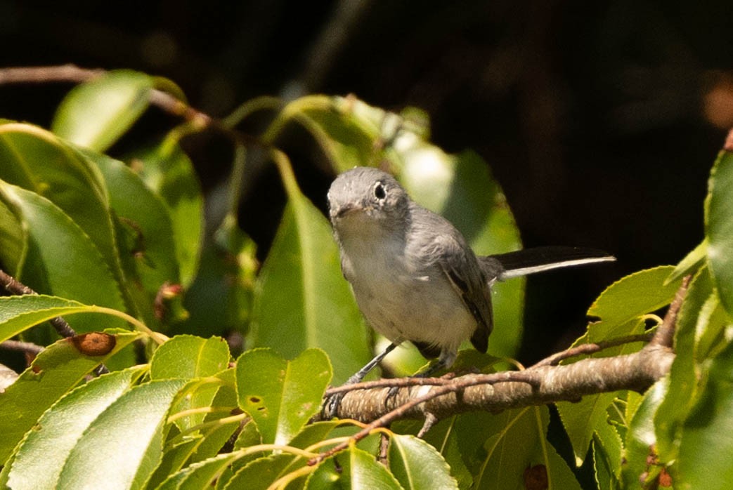 Blue-gray Gnatcatcher - ML472588641