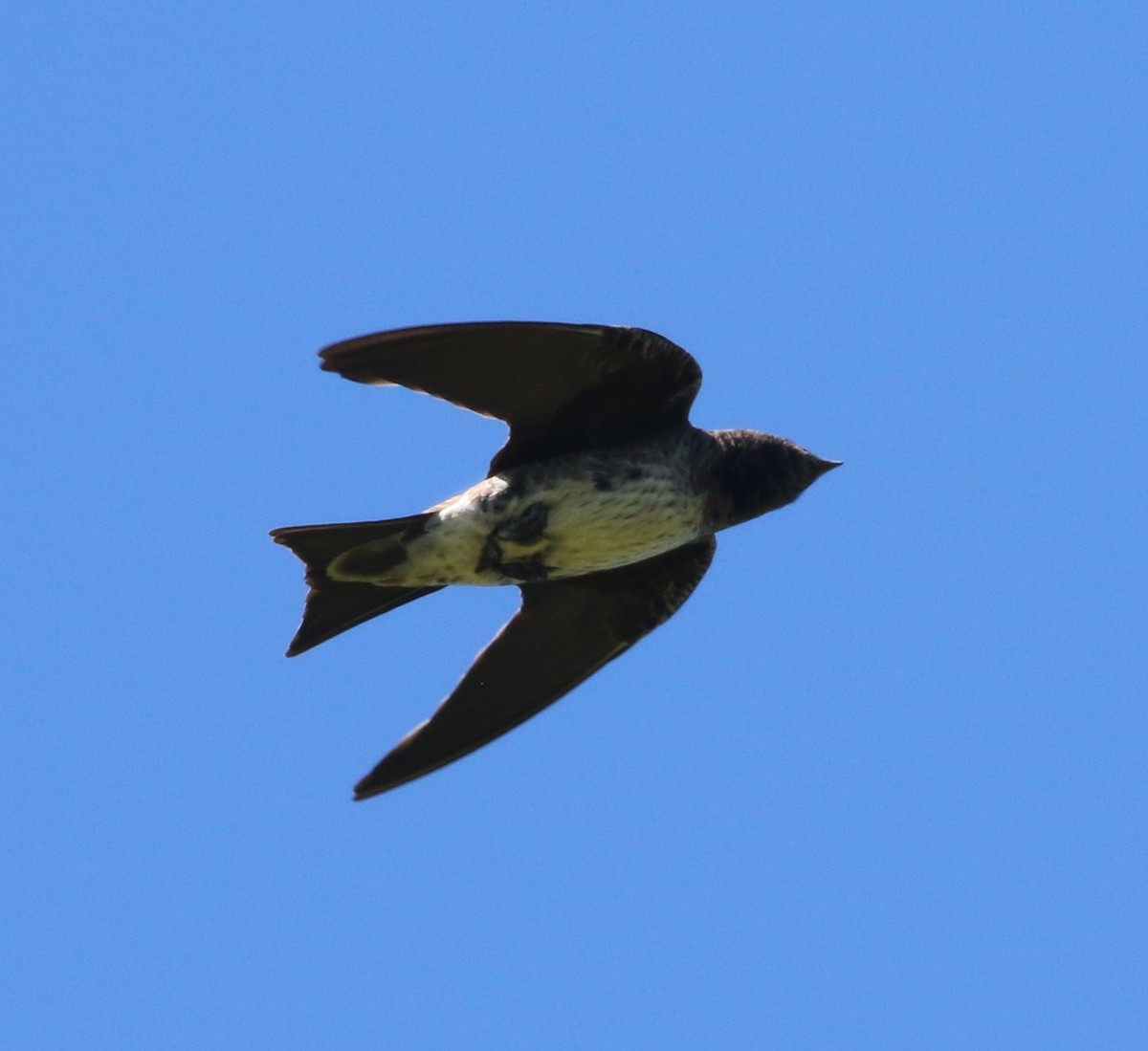 Purple Martin - ML472589081