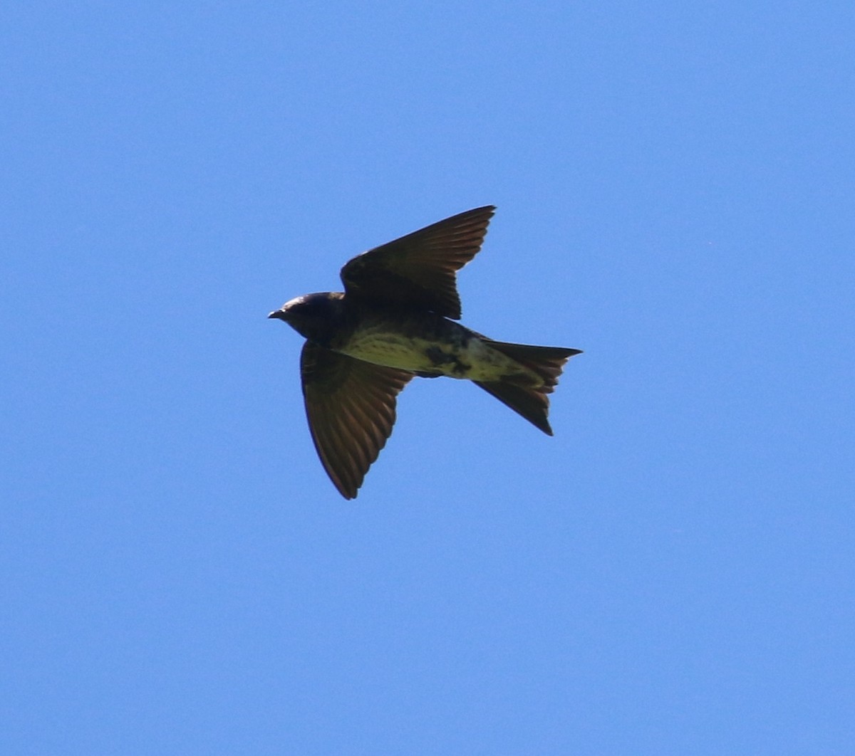 Golondrina Purpúrea - ML472589231