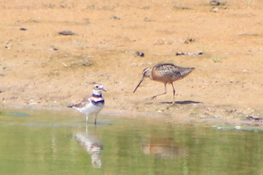 Long-billed Dowitcher - ML472589311