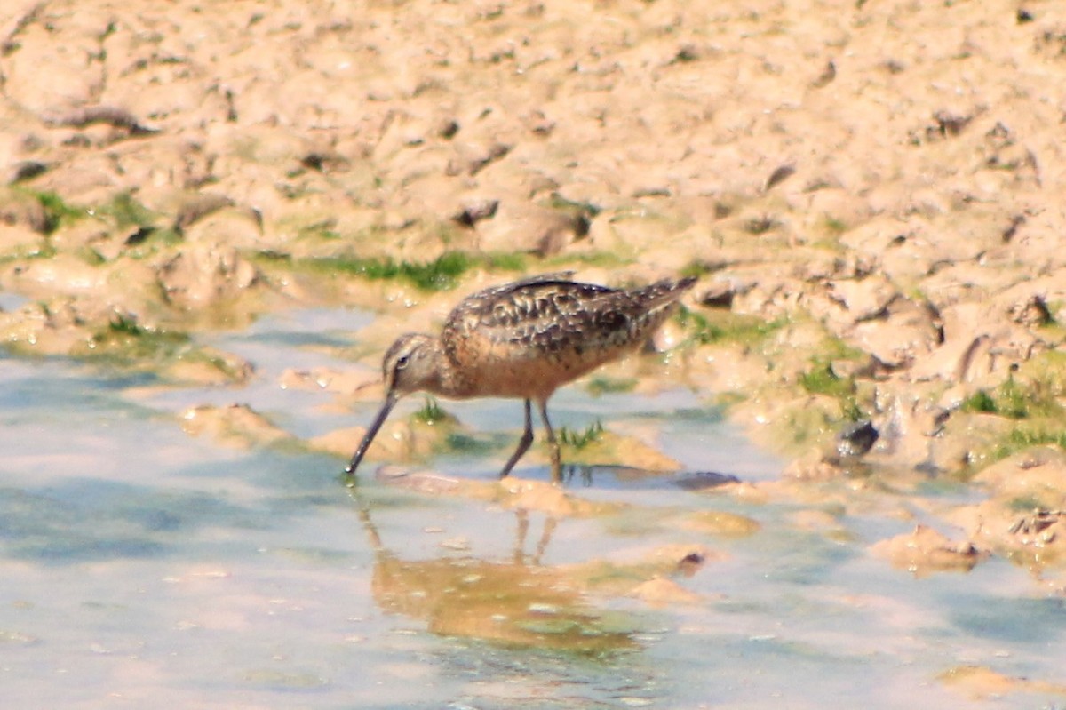 Long-billed Dowitcher - ML472589331