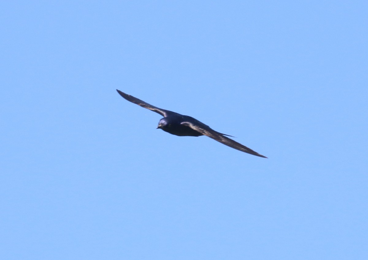 Purple Martin - ML472589341