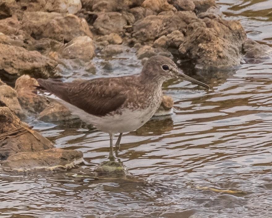 Common Greenshank - ML472589371