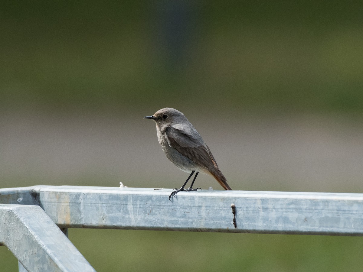 Black Redstart - ML472589791