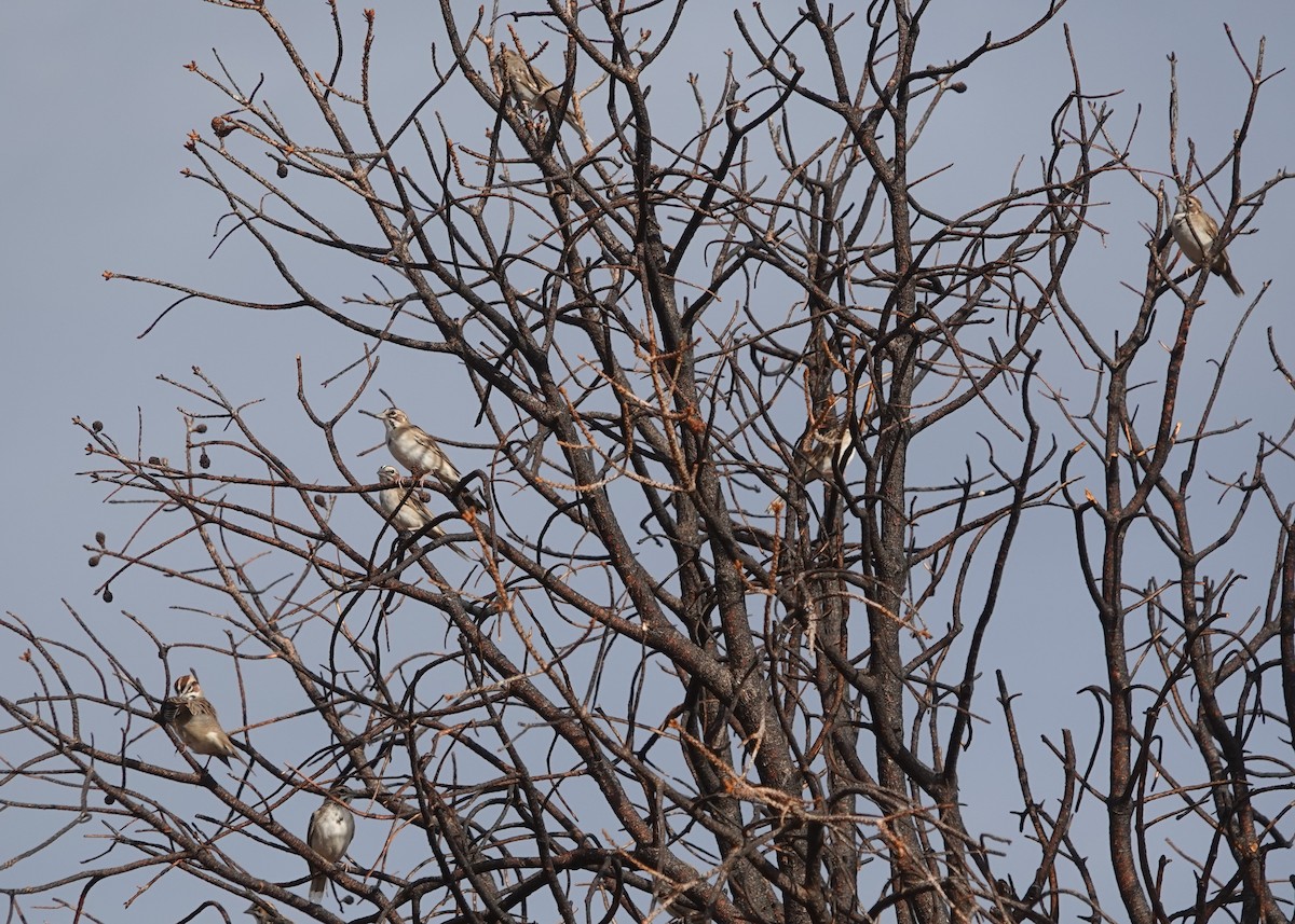 Потюк - ML472589971