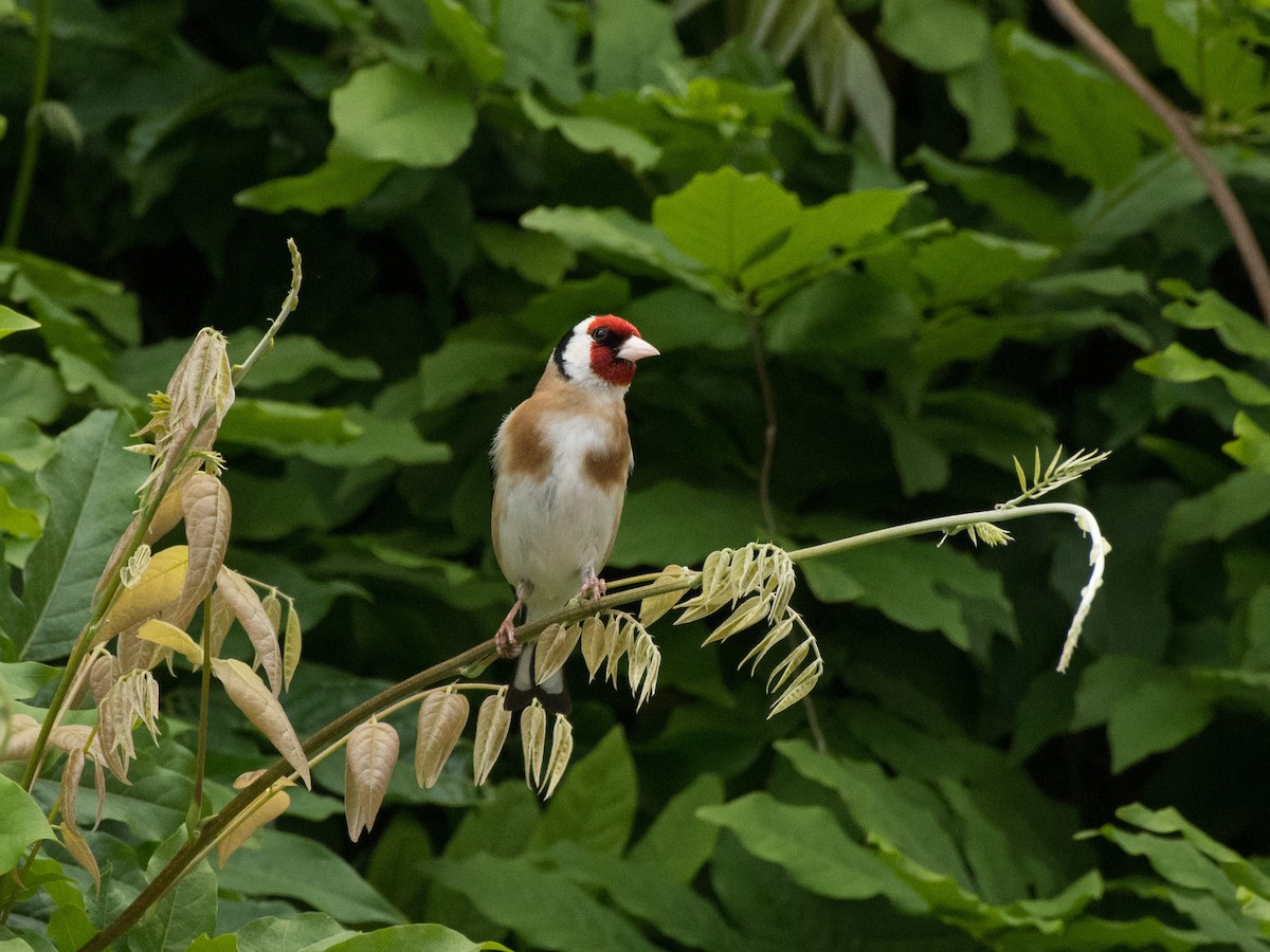 European Goldfinch - ML472590141