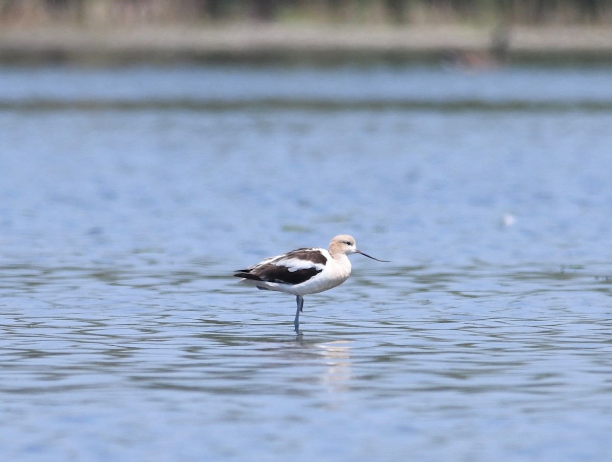 American Avocet - ML472591181