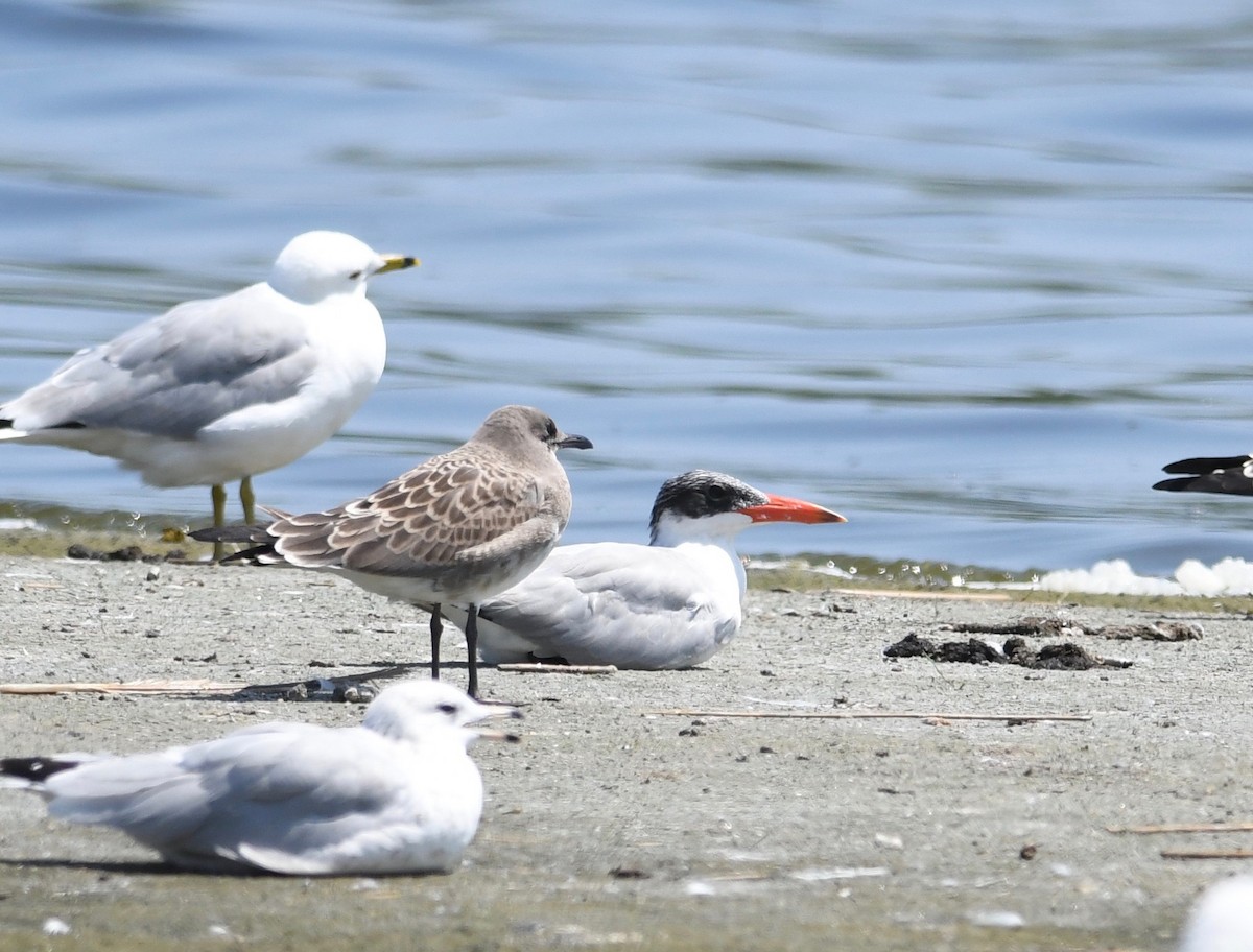 Caspian Tern - Peter Paul