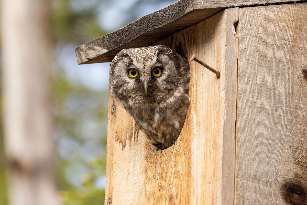 Boreal Owl - Doug Gochfeld