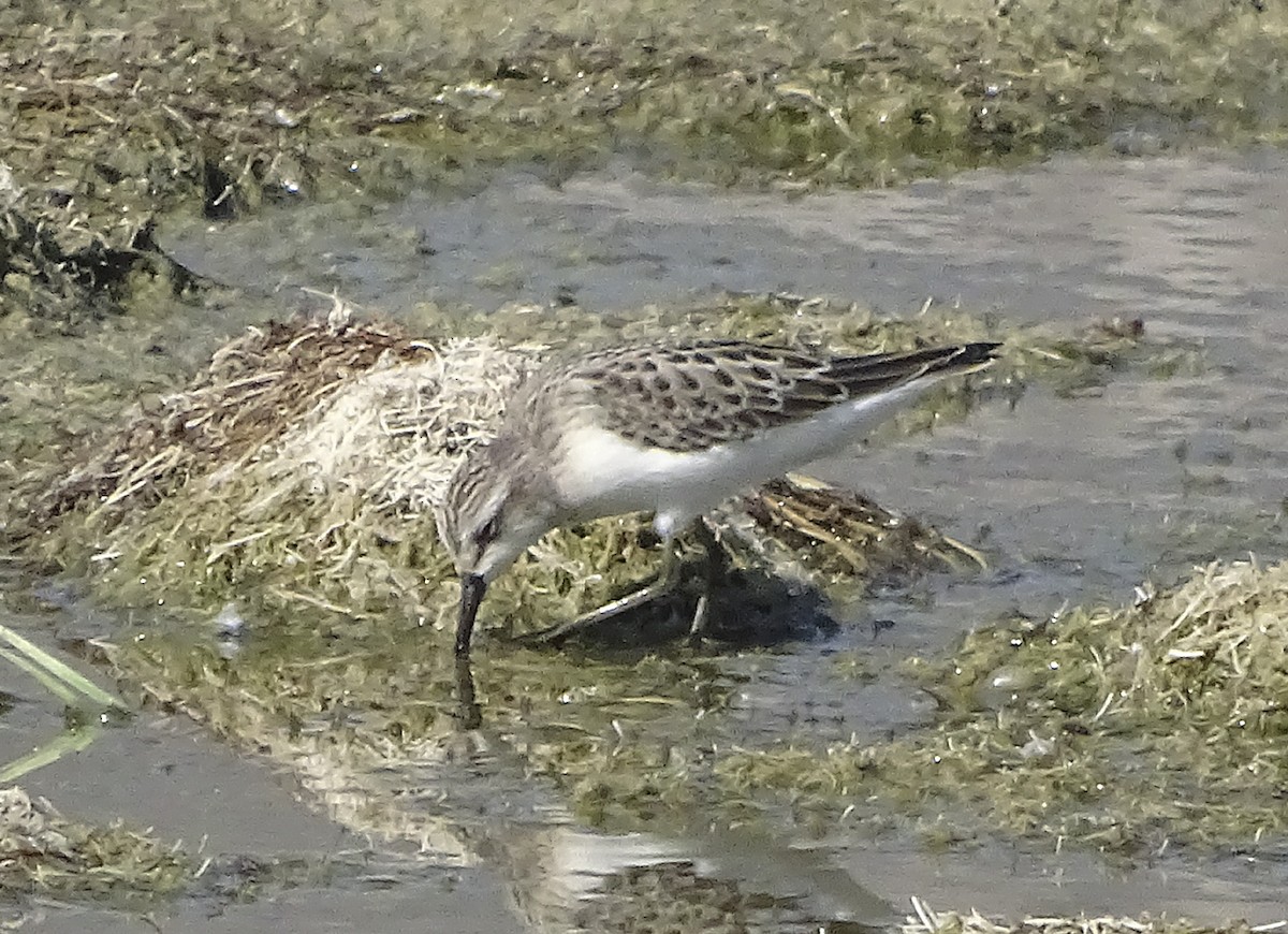 Semipalmated Sandpiper - Nancy Overholtz