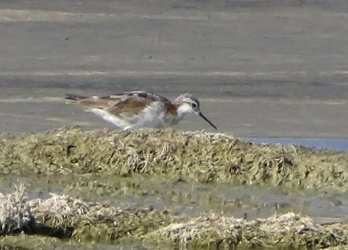 Wilson's Phalarope - ML472593771