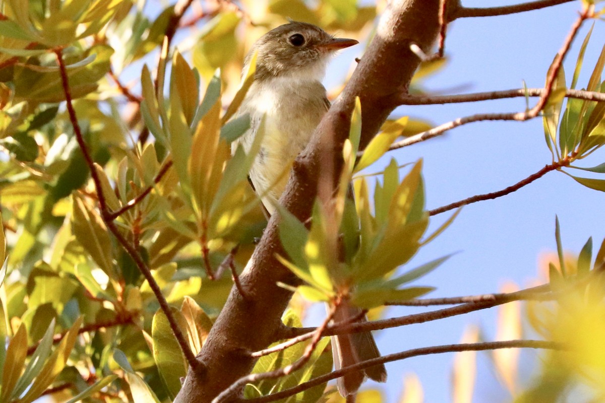 Least Flycatcher - ML472594531