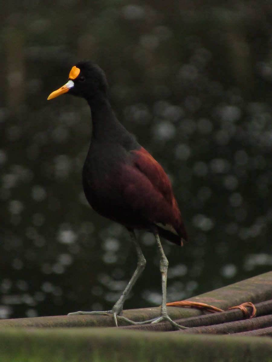 Northern Jacana - ML472595401