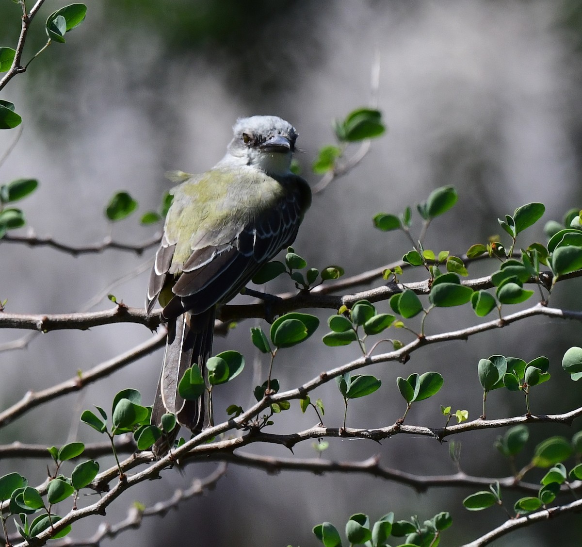 Western Kingbird - ML472595941