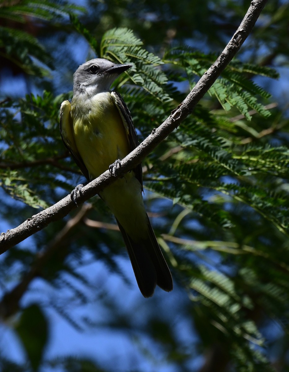 Western Kingbird - ML472595981