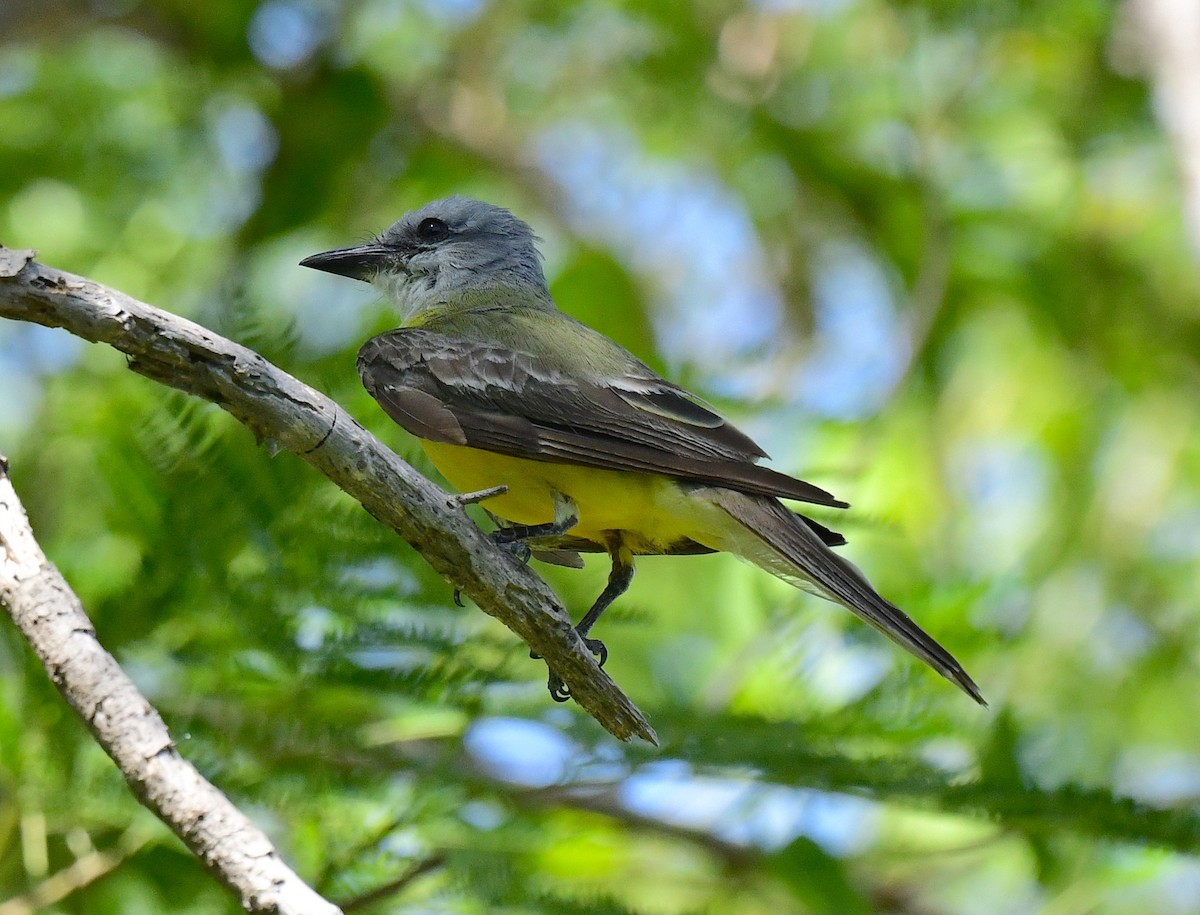 Western Kingbird - ML472596081