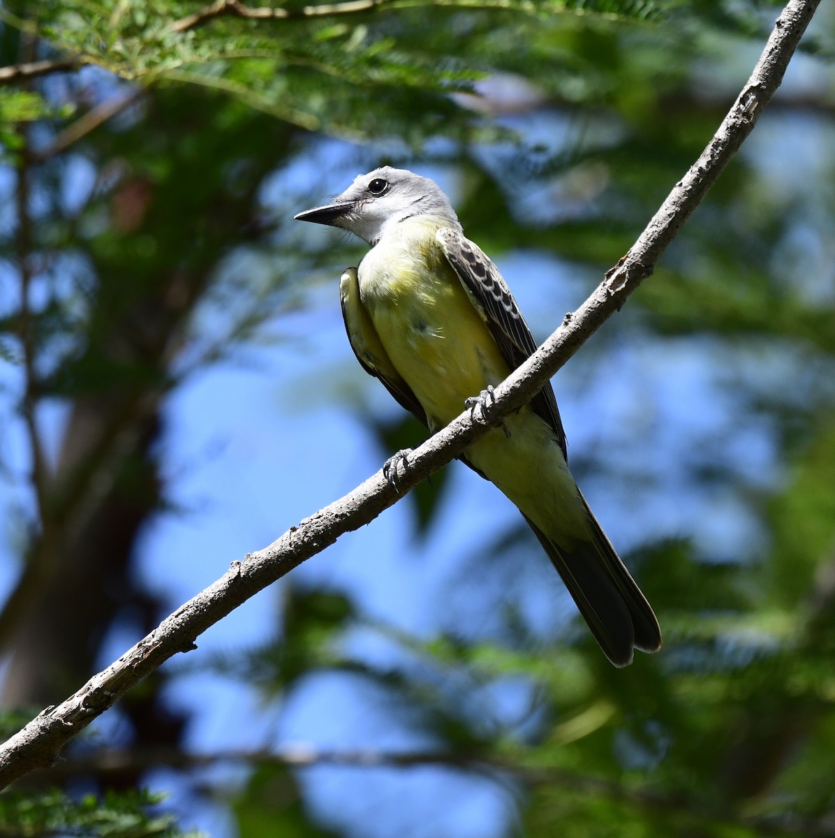 Western Kingbird - ML472596091