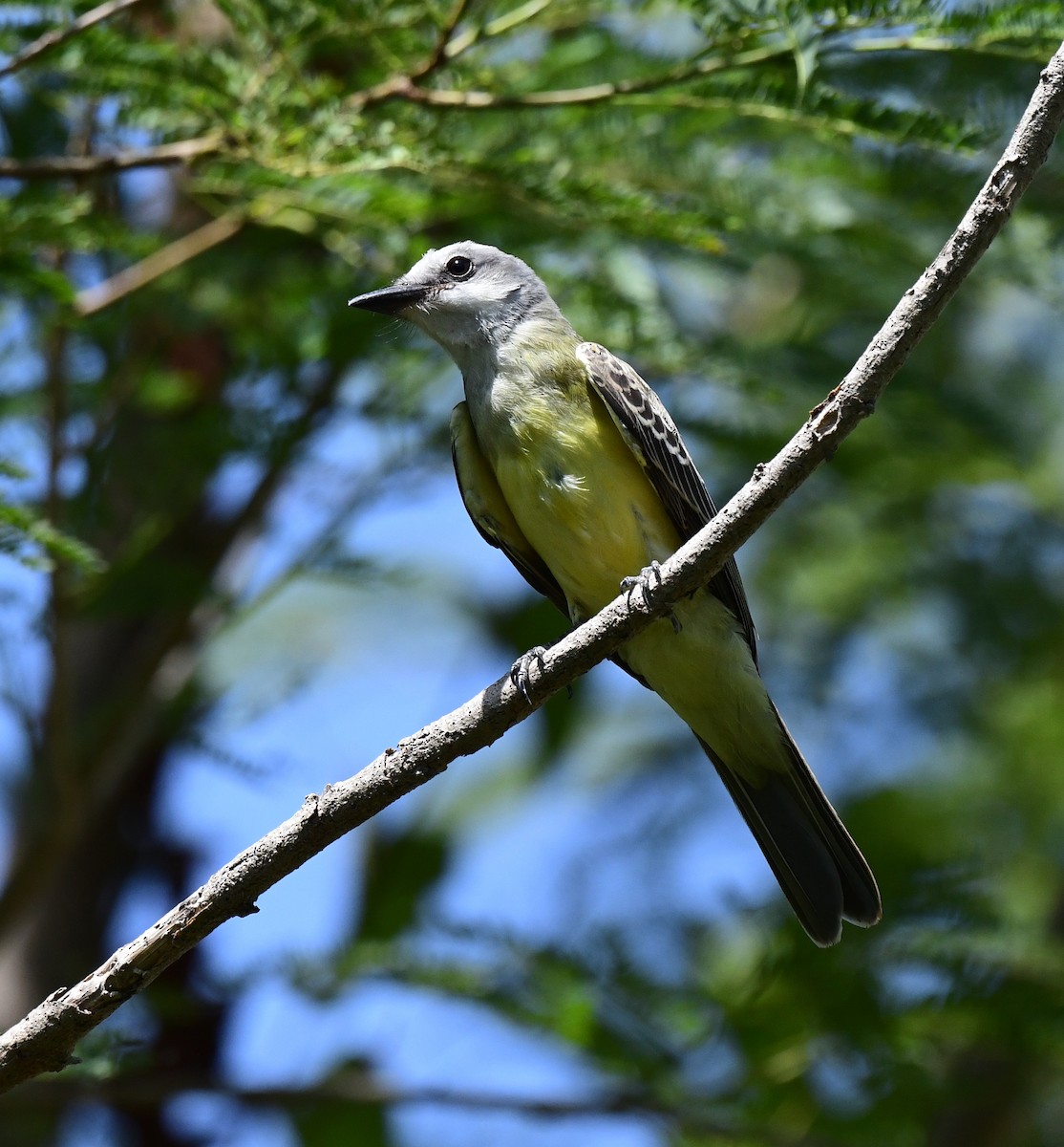 Western Kingbird - ML472596101