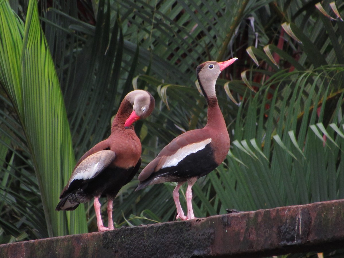 Black-bellied Whistling-Duck - ML472596561