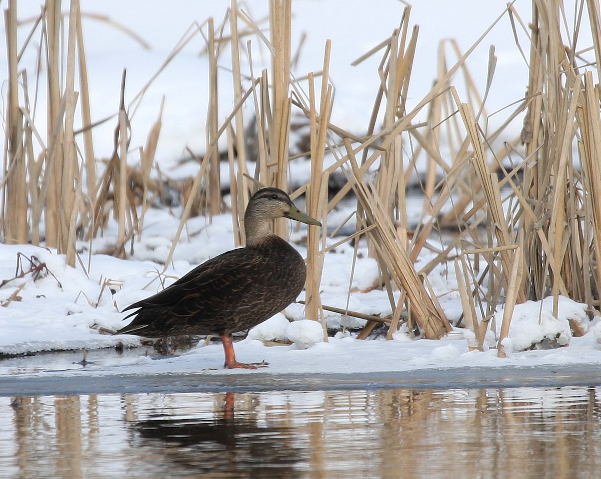 American Black Duck - Yves Dugré