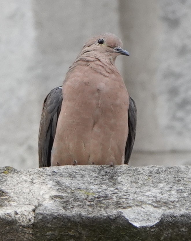 Eared Dove - ML472597241