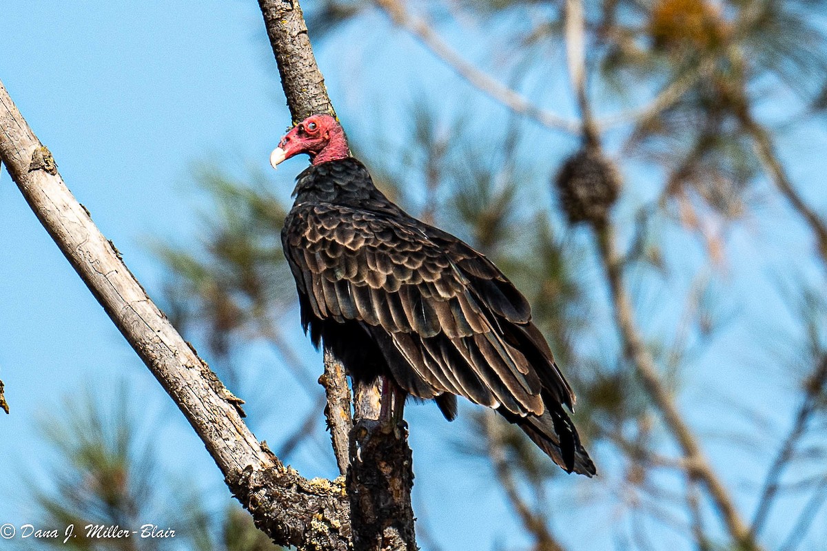 Turkey Vulture - ML472598381