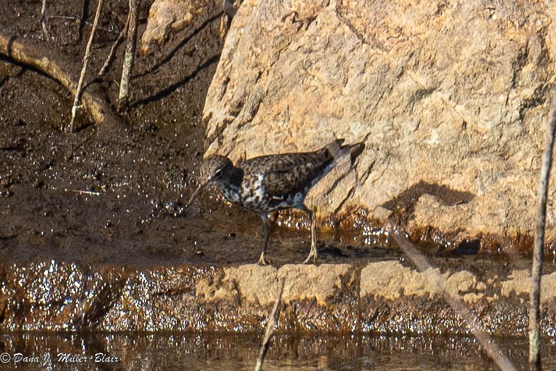 Spotted Sandpiper - ML472598441