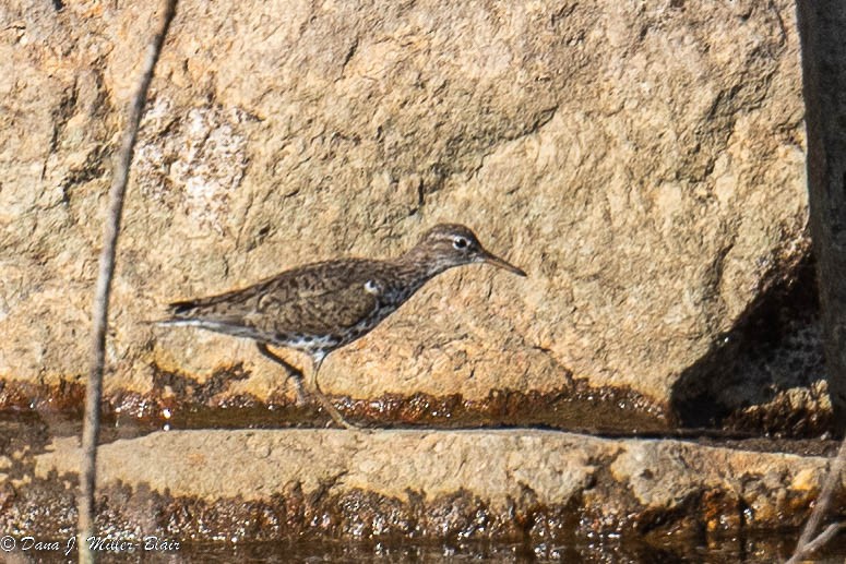 Spotted Sandpiper - ML472598451