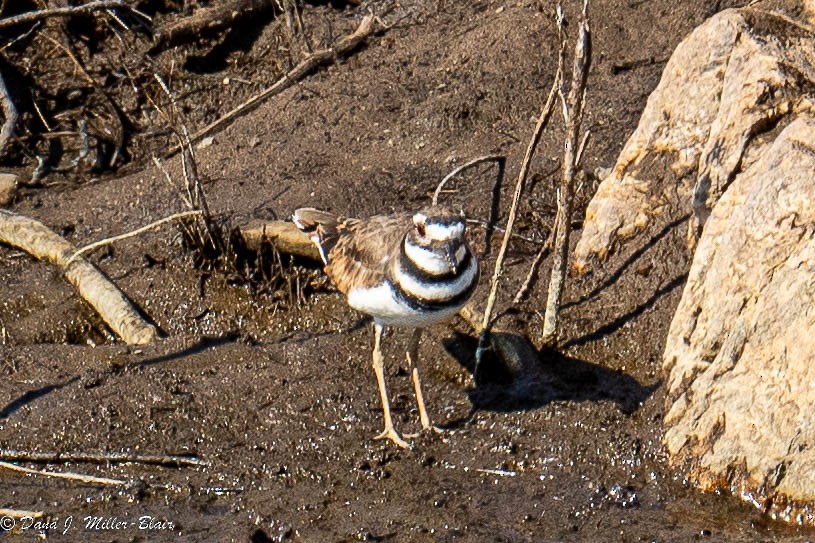 Killdeer - Dana Miller-Blair