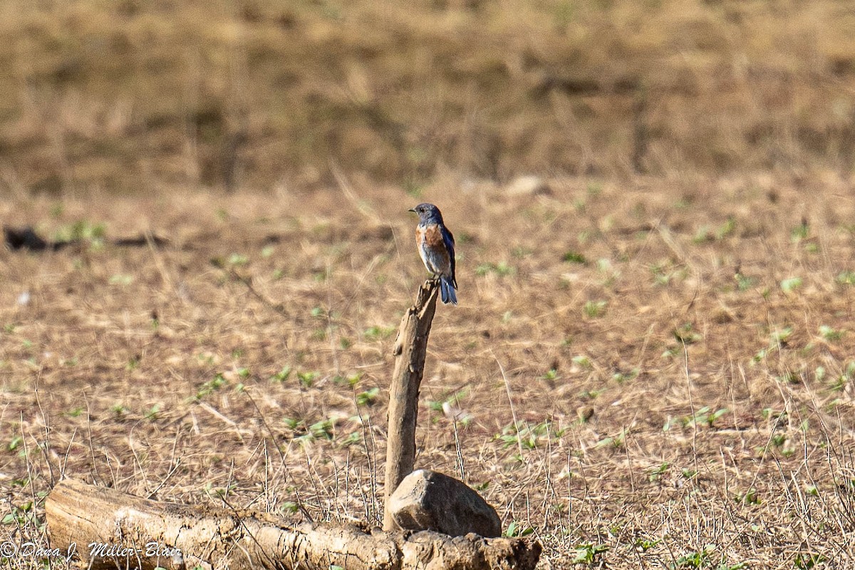 Western Bluebird - ML472598581