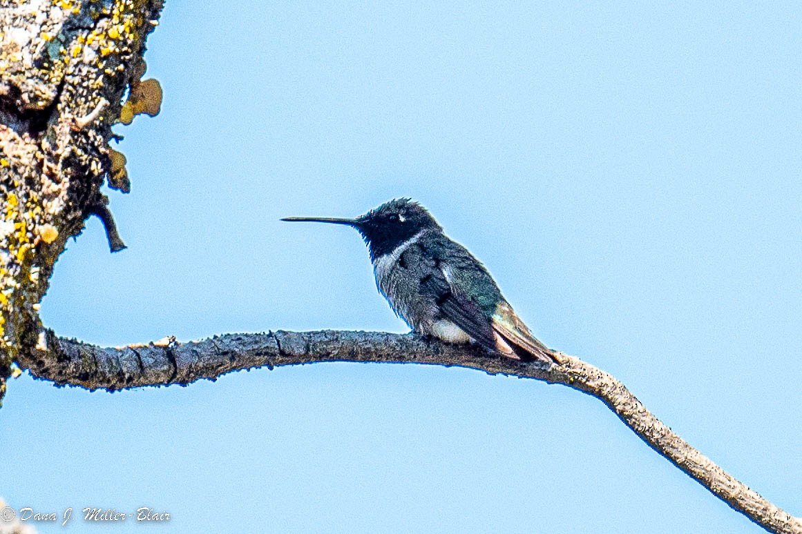 Black-chinned Hummingbird - Dana Miller-Blair