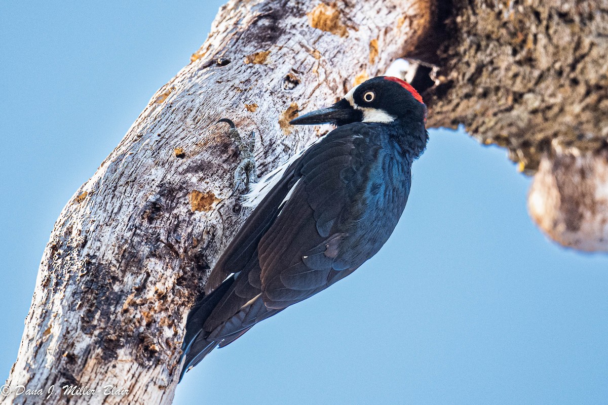 Acorn Woodpecker - ML472598701