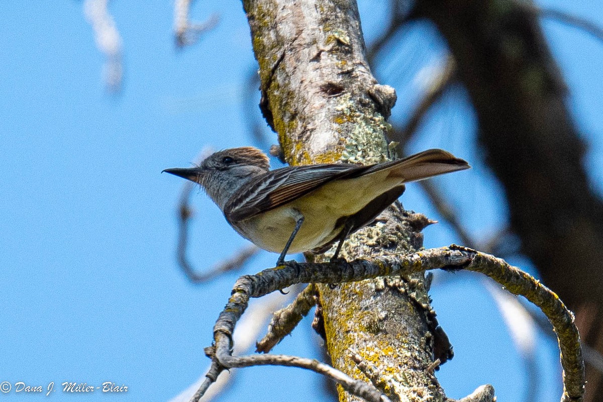 Ash-throated Flycatcher - ML472598731