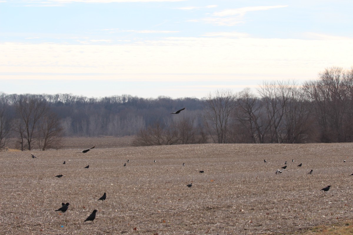 American Crow - ML47259921