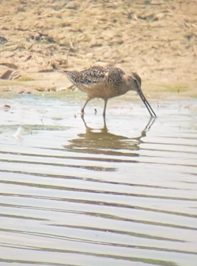 Long-billed Dowitcher - ML472599681