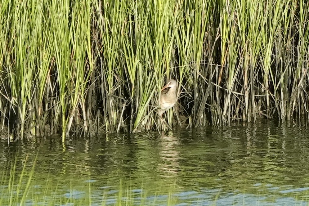 Clapper Rail - ML472600751