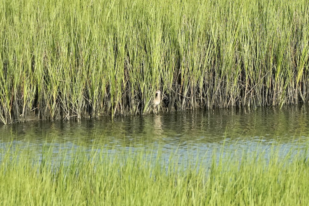Clapper Rail - ML472600761