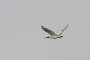 ibis posvátný - ML47260101