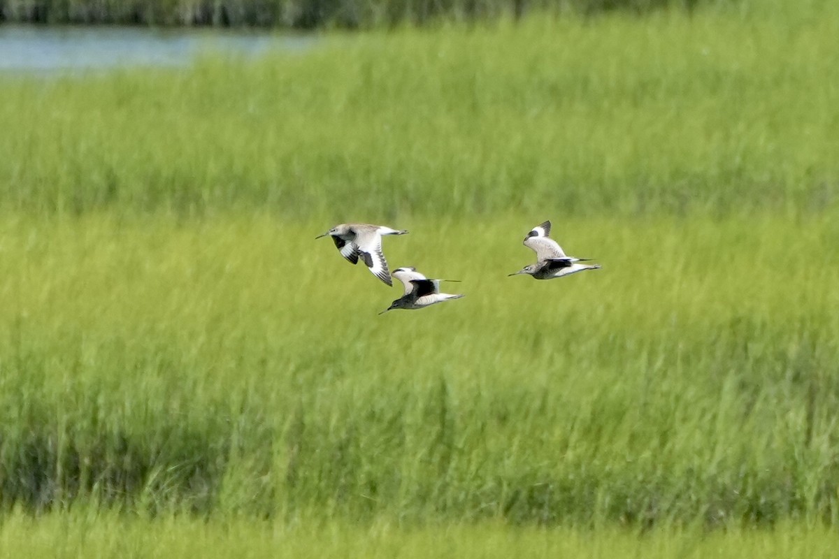 Willet - ML472601101