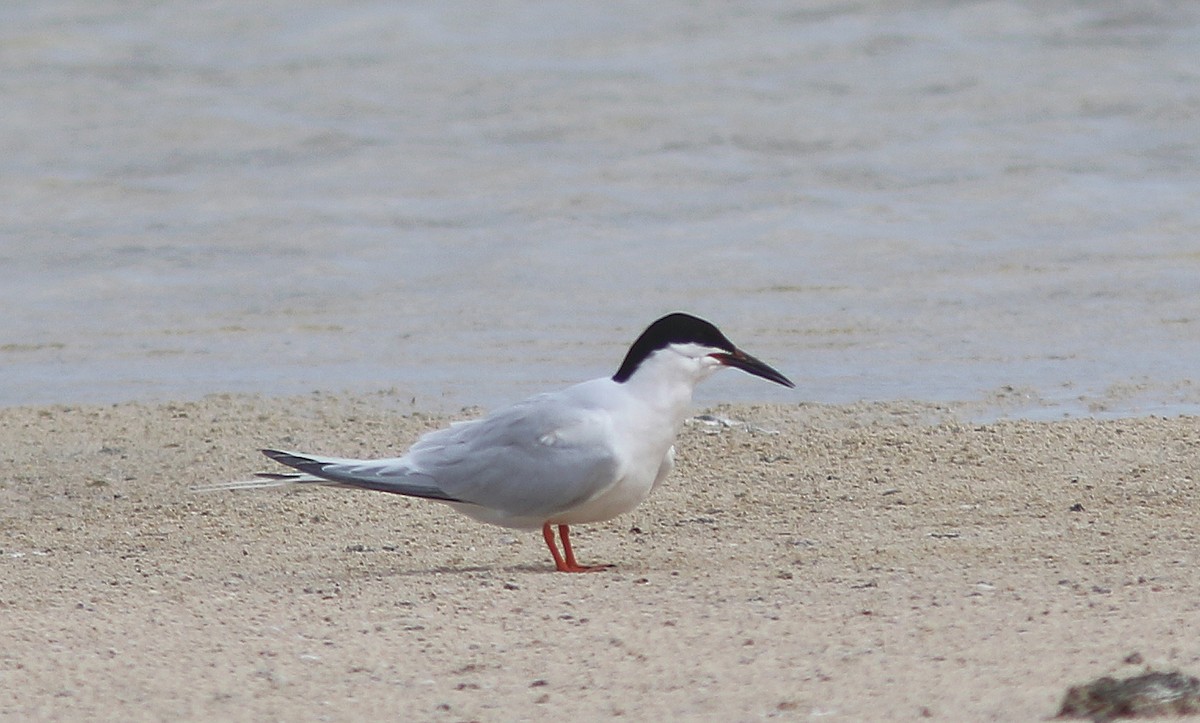 Roseate Tern - ML472601321