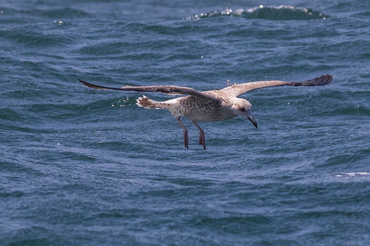 Yellow-legged Gull - Luis Mestre