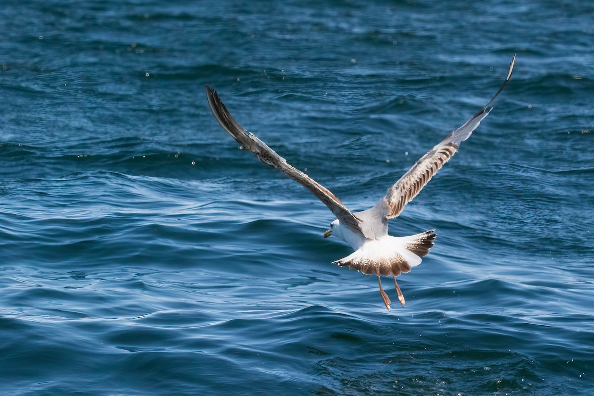 Yellow-legged Gull - Luis Mestre